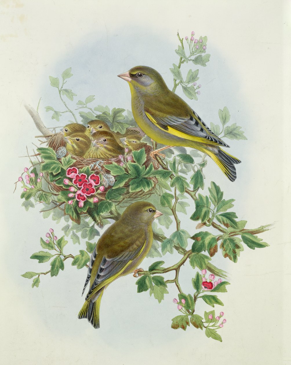 Verdilhão, 1873 (wc, lápis sobre papel) de John Gould