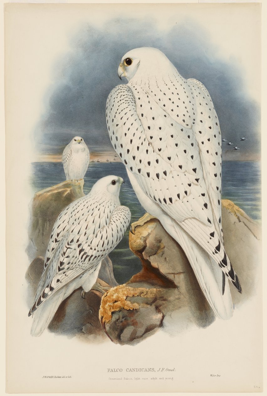 Falcão-da-Gronelândia de John Gould