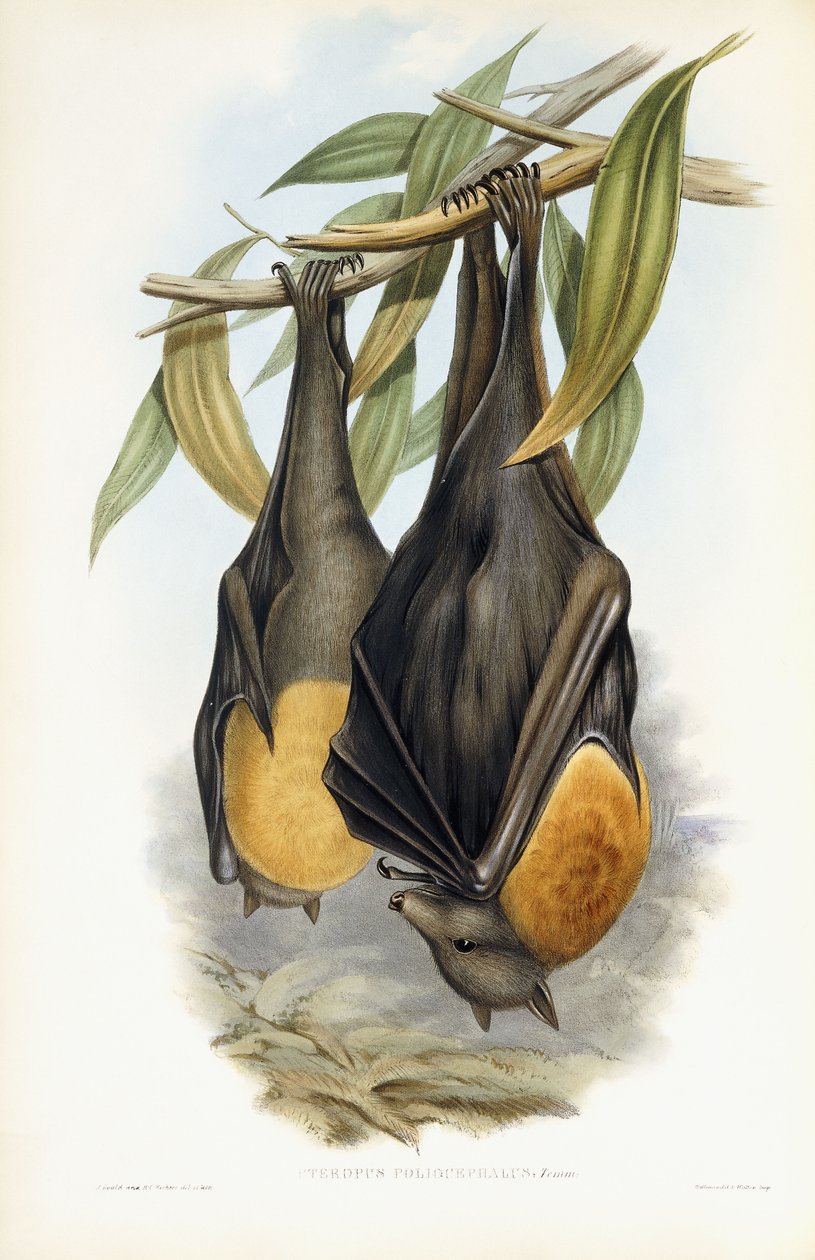 Raposa voadora de cabeça cinzenta de John Gould