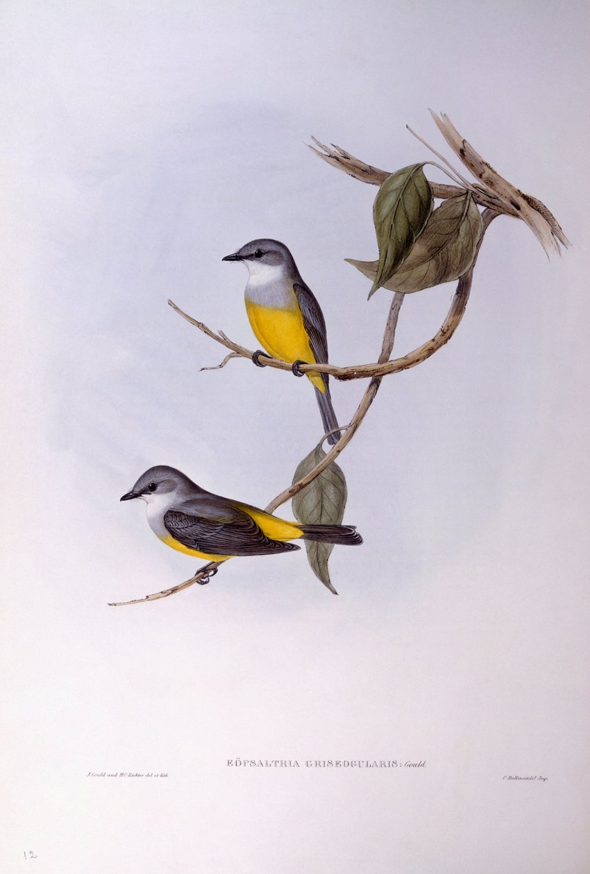 Robin de peito cinzento (Eopsaltria griseogularis), Gravura de John Gould de John Gould