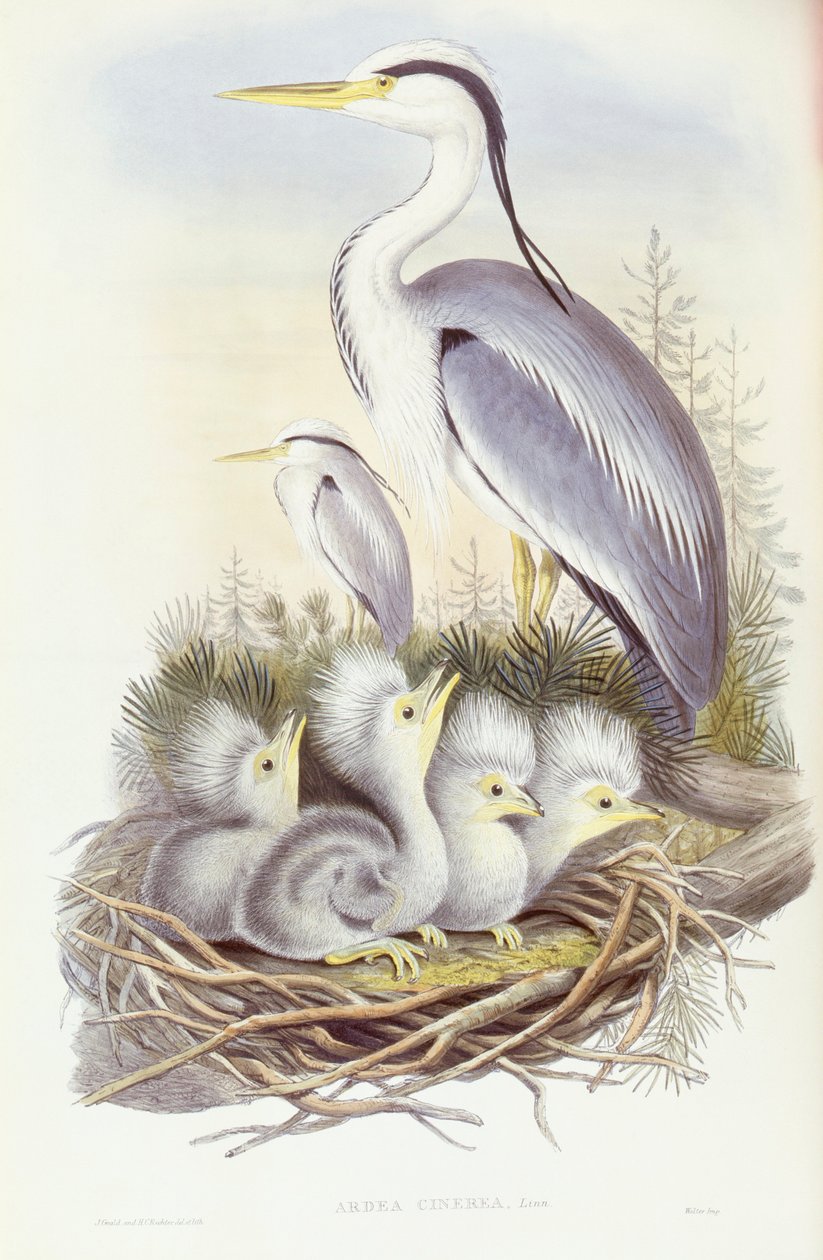 Garça cinzenta (Ardea cinerea), Gravura de John Gould de John Gould
