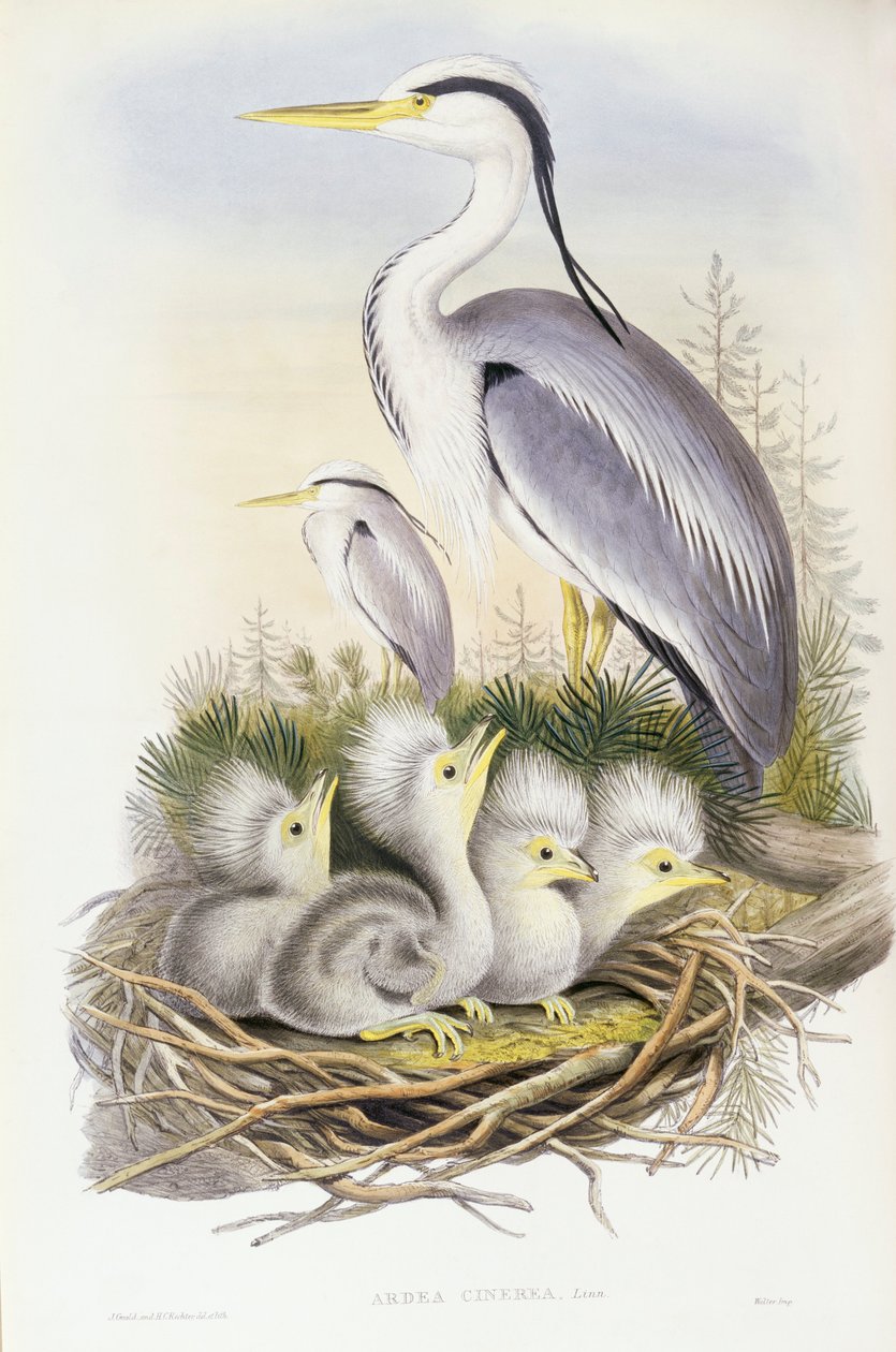Garça cinzenta (Ardea cinerea), Gravura de John Gould de John Gould