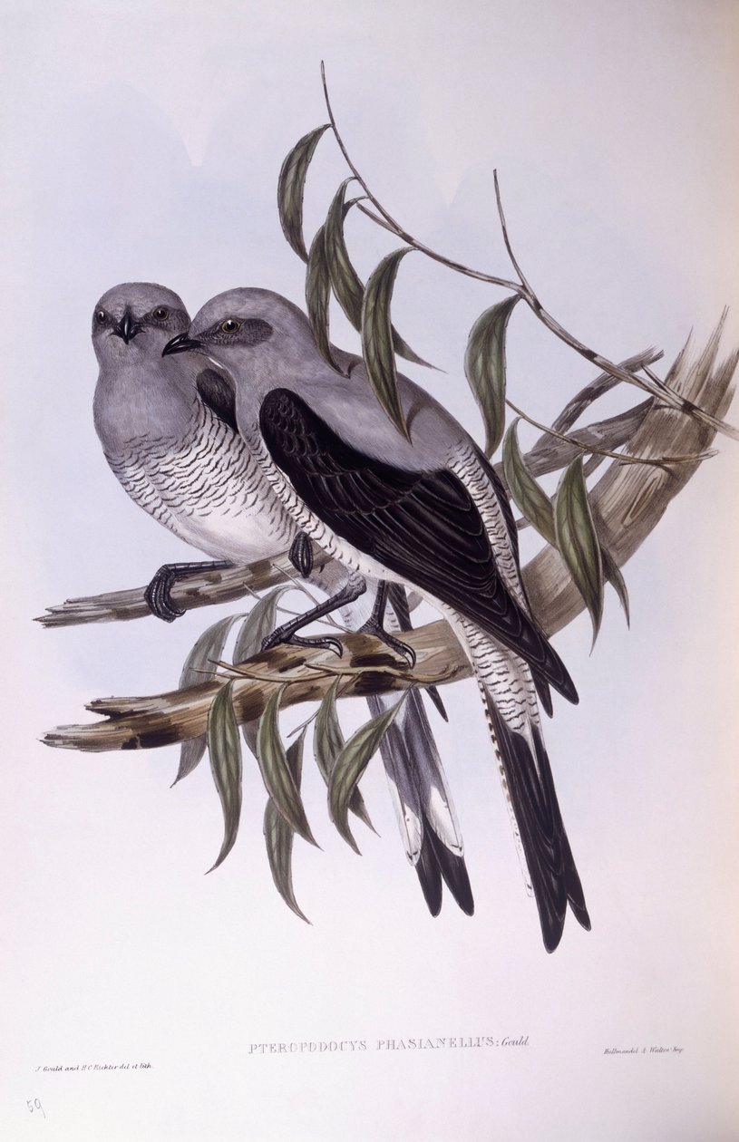 Cuckooshrike terrestre (Coracina maxima), Gravura de John Gould de John Gould