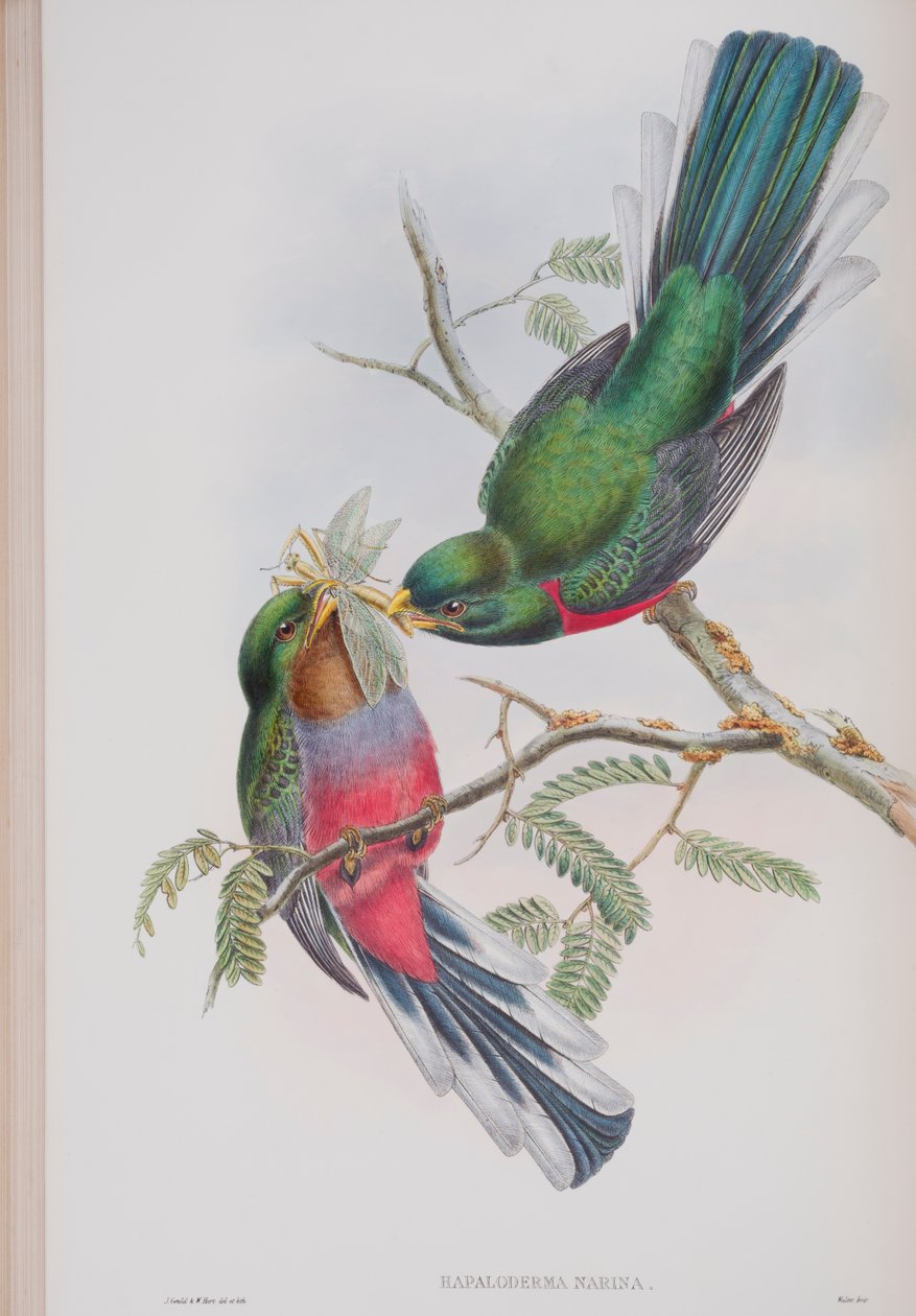 Hapaloderma Narina, prato de The Birds of Great Britain, de John Gould, publicado em 1862-73 (litografia colorida à mão) de John Gould