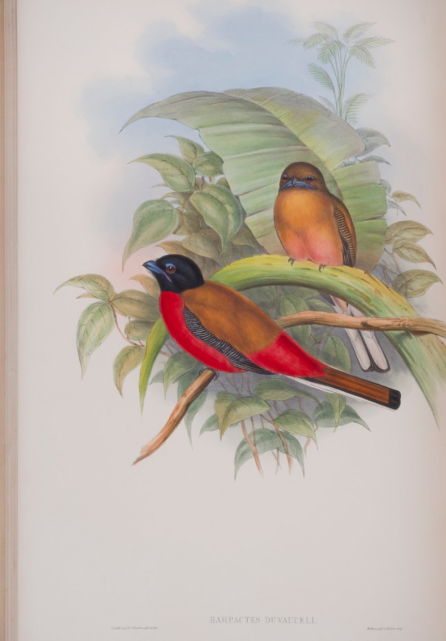 Harpactes Duvauceli, prato de The Birds of Great Britain, de John Gould, publicado em 1862-73 (litho colorido à mão) de John Gould