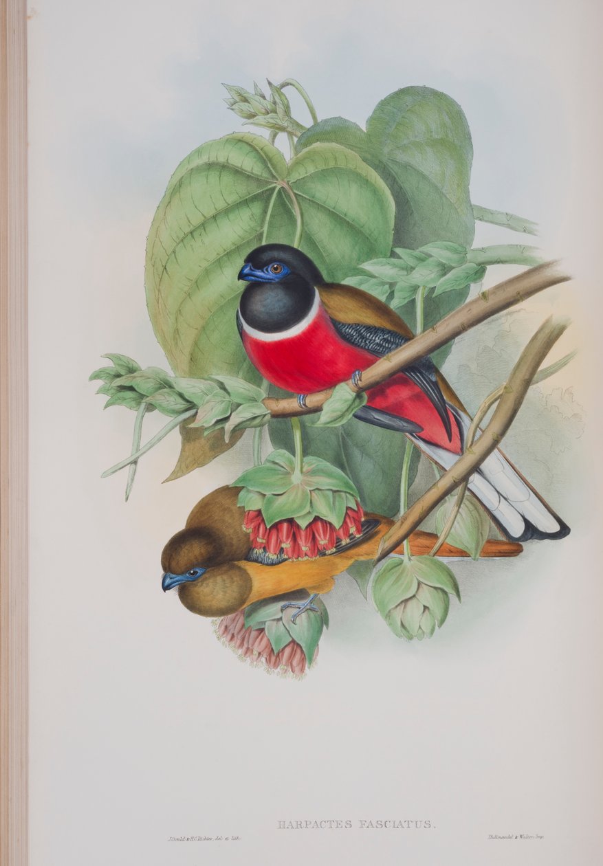 Harpactes Fasciatus, prato de The Birds of Great Britain por John Gould, publicado em 1862-73 (litho colorido à mão) de John Gould