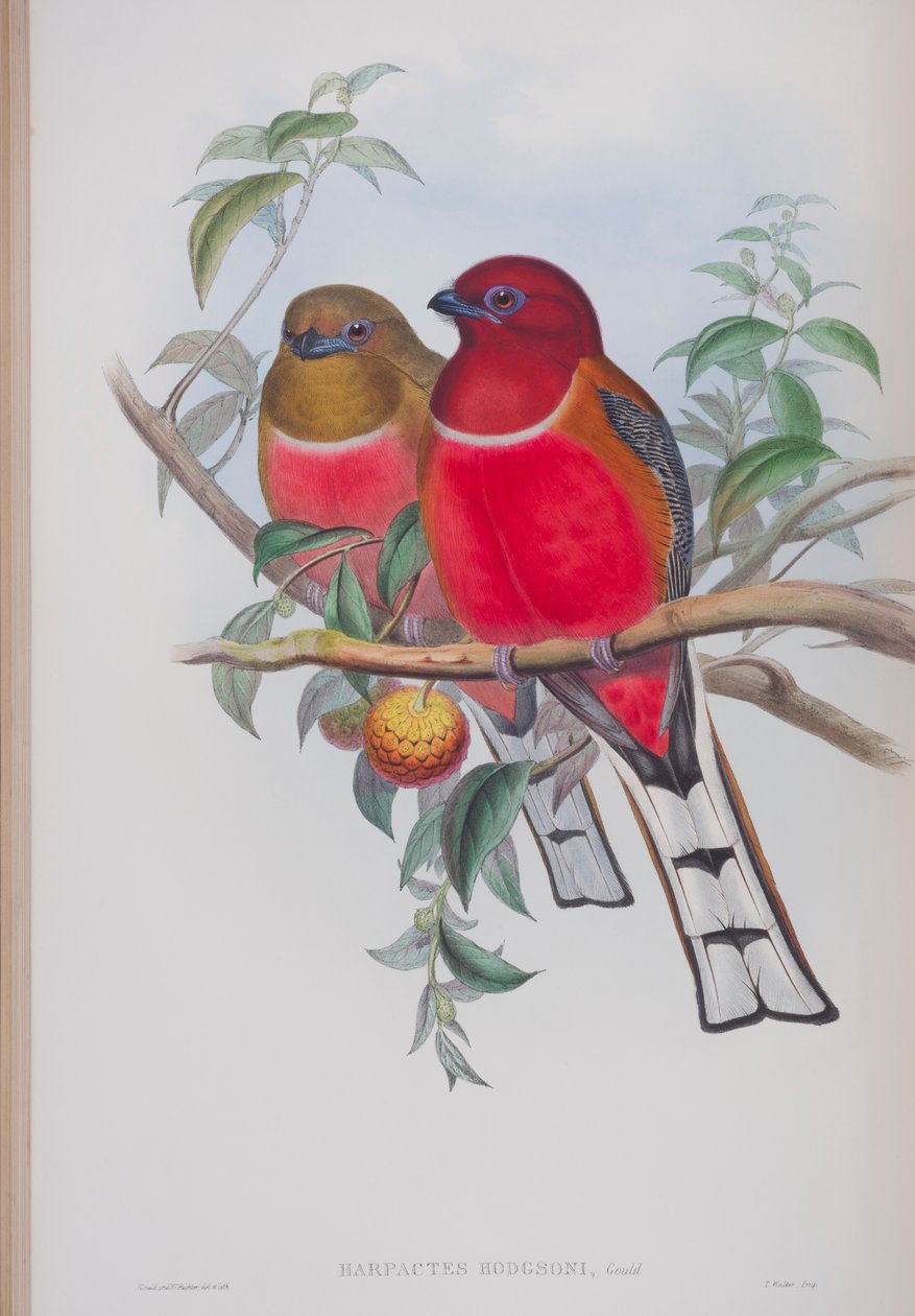 Harpactes Hodgsoni, prato de The Birds of Great Britain, de John Gould, publicado em 1862-73 (litografia colorida à mão) de John Gould