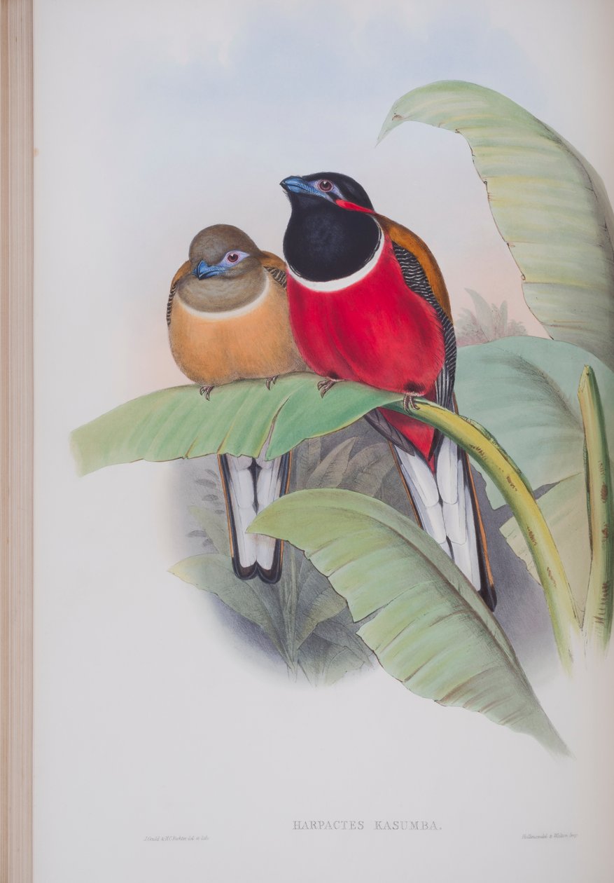 Harpactes Kasumba, prato de The Birds of Great Britain, de John Gould, publicado em 1862-73 (litografia colorida à mão) de John Gould