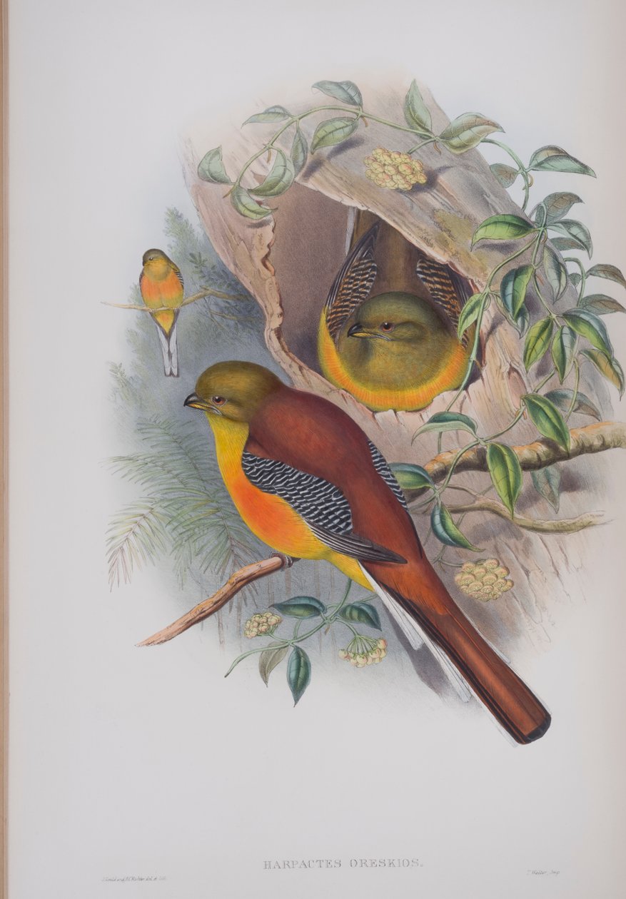 Harpactes Oreskios, prato de The Birds of Great Britain por John Gould, publicado em 1862-73 (litografia colorida à mão) de John Gould