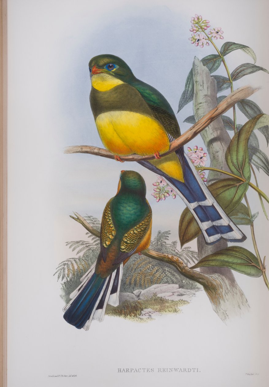 Harpactes Reinwardti, prato de The Birds of Great Britain, de John Gould, publicado em 1862-73 (litografia colorida à mão) de John Gould