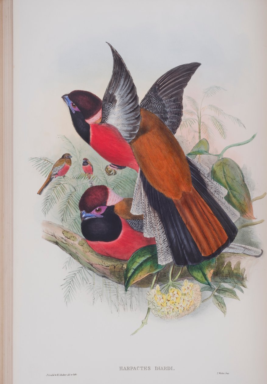 Harpactus Diardi, prato de The Birds of Great Britain, de John Gould, publicado em 1862-73 (litografia colorida à mão) de John Gould