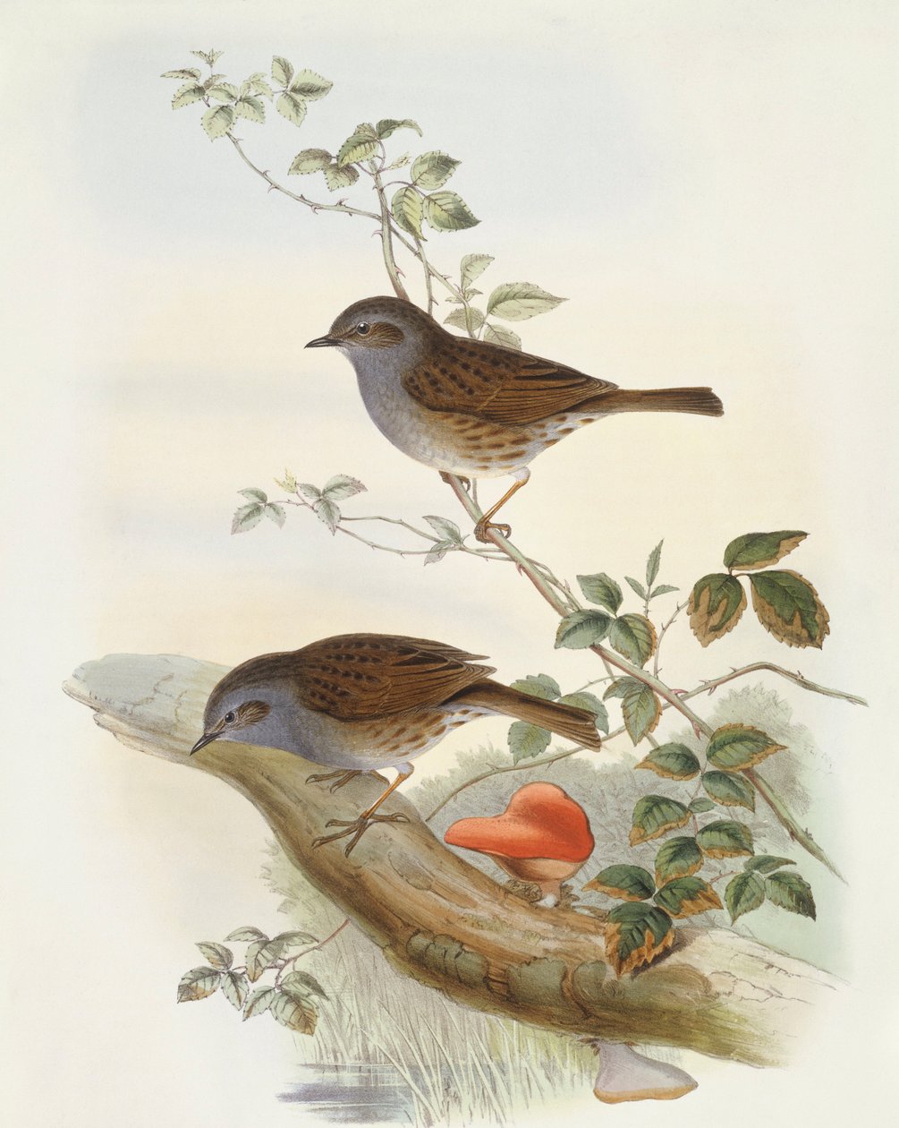 Acentuador de sebe (Prunella modularis), Gravação de John Gould de John Gould