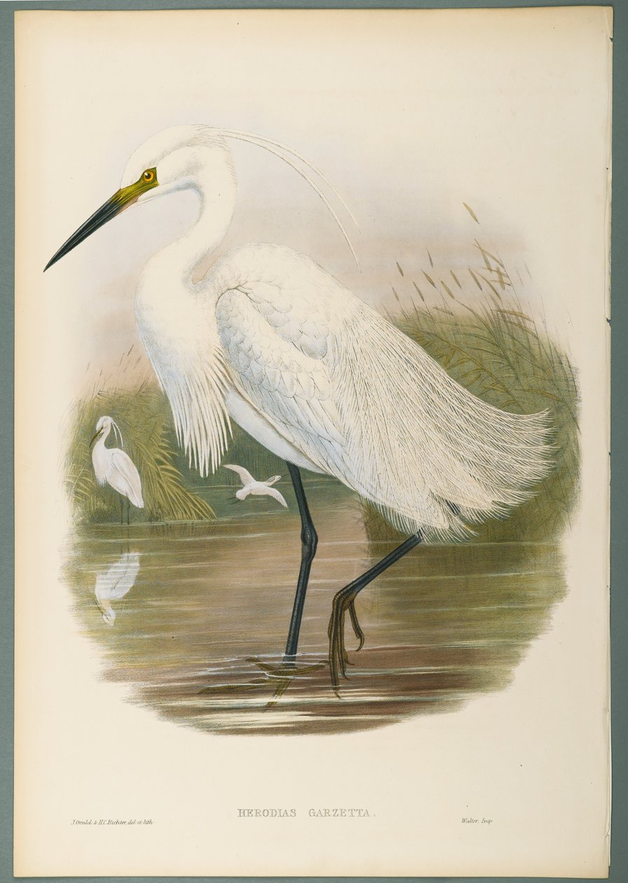 Herodias Garzetta - Garça-branca-pequena (cor litho em papel wove) de John Gould