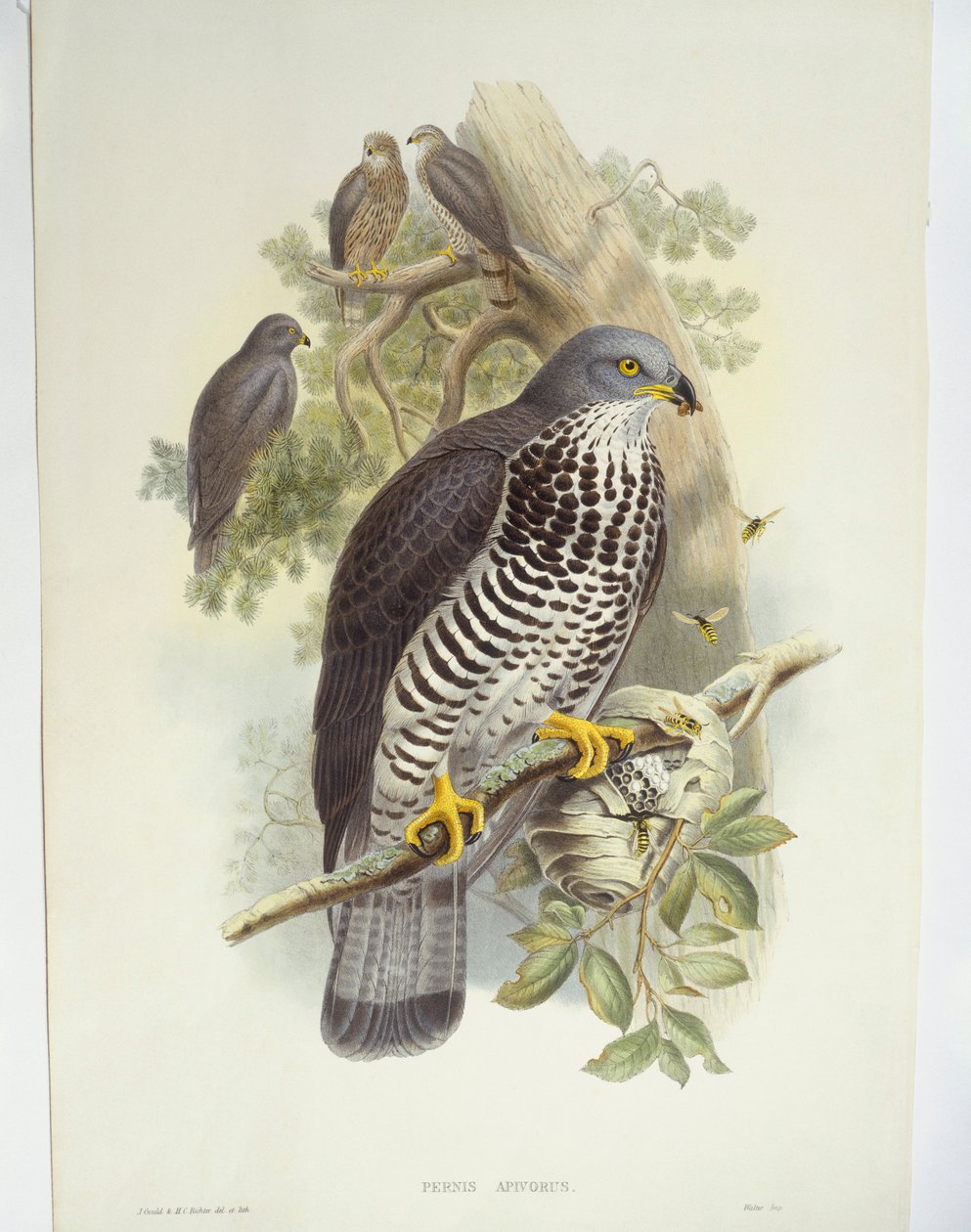 Buzzard de mel (Pernis apivorus), ilustração de John Gould