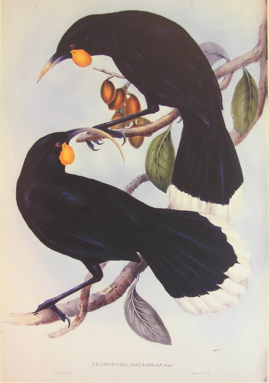 Ilustração do par Huia de John Gould