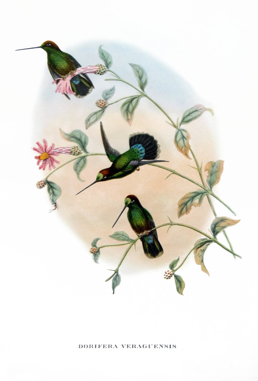 Beija-flor - Lança-pau Veruguano, aves da Costa Rica , gravura do livro de John Gould (1804-1881) "Tropical Birds" de John Gould