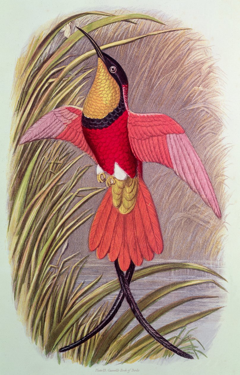 Pássaro Búho: Topázio Carmesim, placa 23 do &39;Livro das Aves de Cassell&39;, c.1870 de John Gould