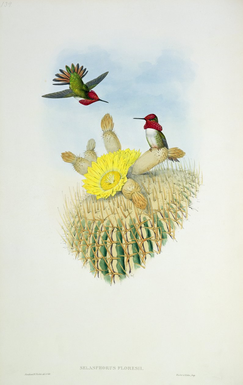 Pássaro do zumbido, gravado por Walter e por Cohn de John Gould
