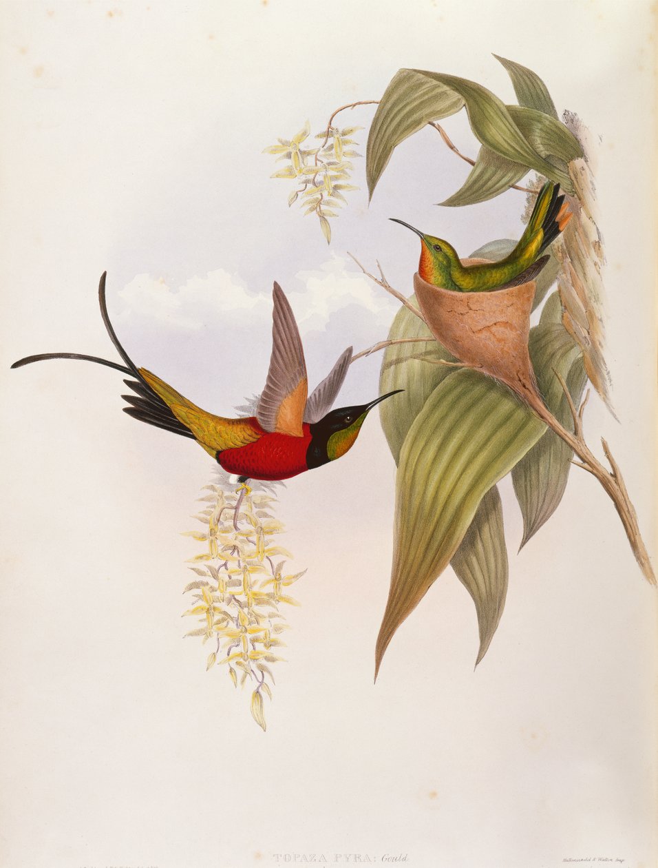 Beija-flores (Topaza Pyra) de A Monografia do Trochilid de John Gould