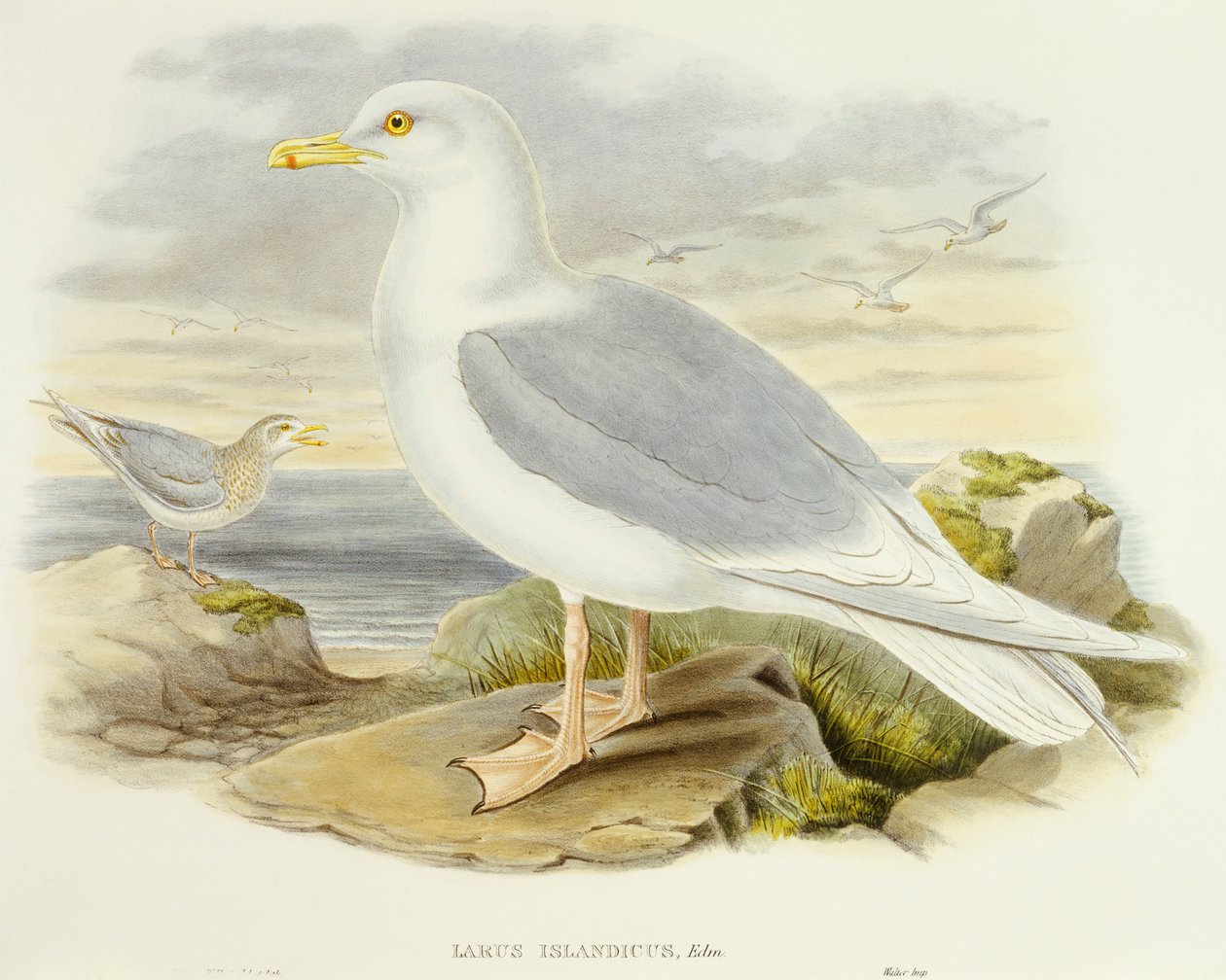 Gaivota da Islândia (Larus glaucoides), Gravura de John Gould de John Gould