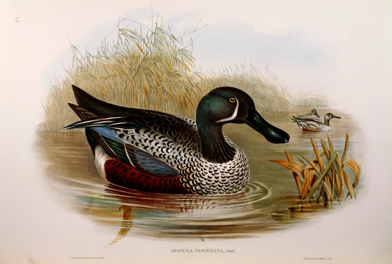Ilustração de "The Birds of Australia", de John Gould, representando o Australasian Shoveler Anas rhynchotis variegata, de Oscar Dressler de John Gould