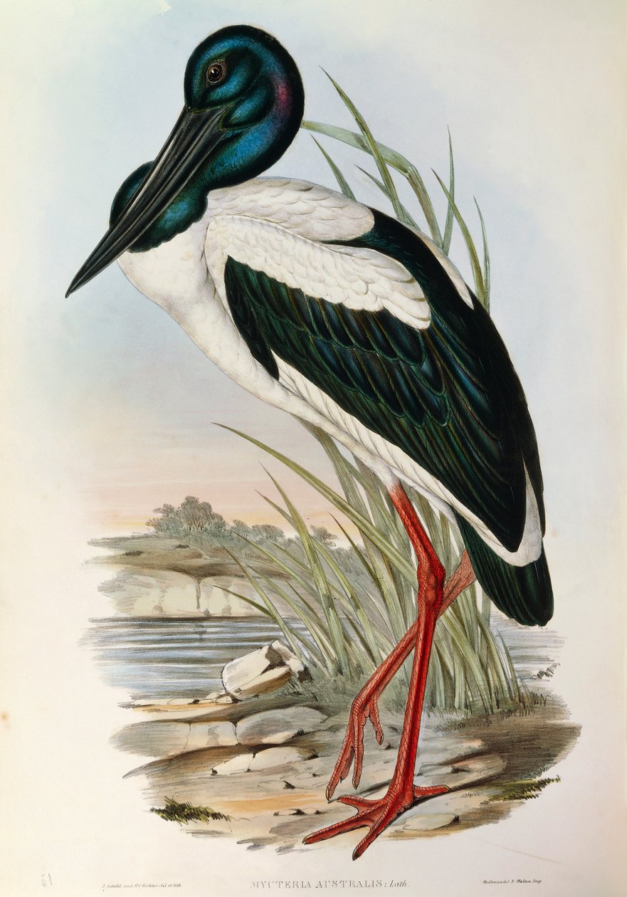 Ilustração de "The Birds of Australia" de John Gould representando a cegonha-de-pescoço-preto Ephippiorhynchus asiaticus, de John Gould