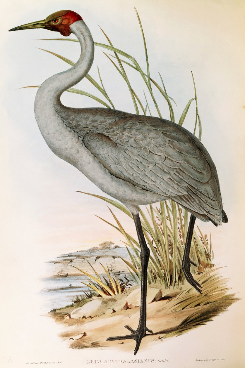 Ilustração de "The Birds of Australia" de John Gould representando Brolga Grus rubicunda, de John Gould