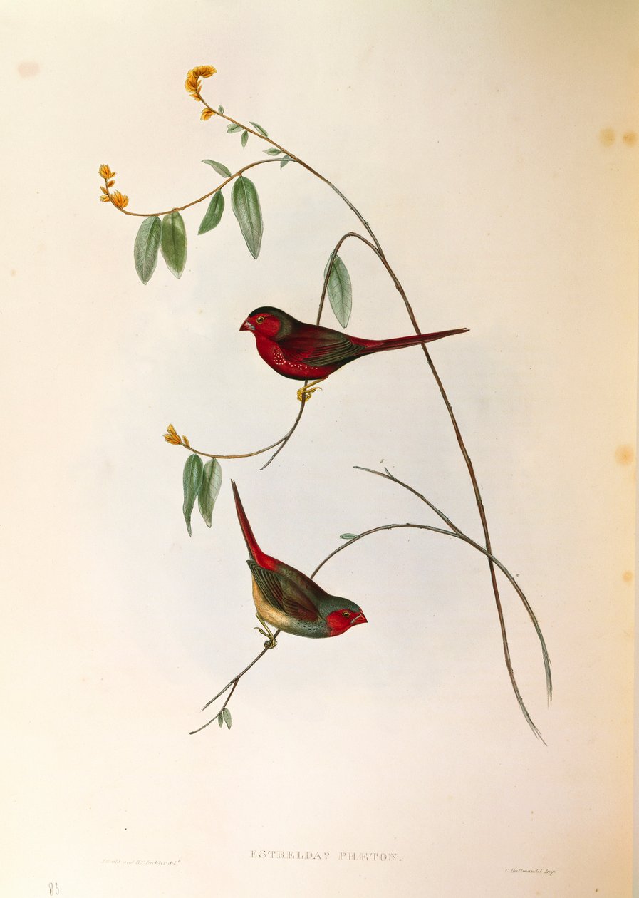 Ilustração de "The Birds of Australia" de John Gould representando Crimson Finch Neochmia phaeton, gravura colorida de John Gould