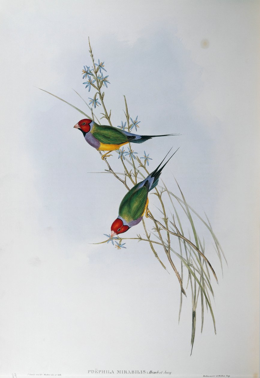Ilustração de "The Birds of Australia" de John Gould, representando Gouldian Finch Chloebia gouldiae, de Oscar Dressler de John Gould