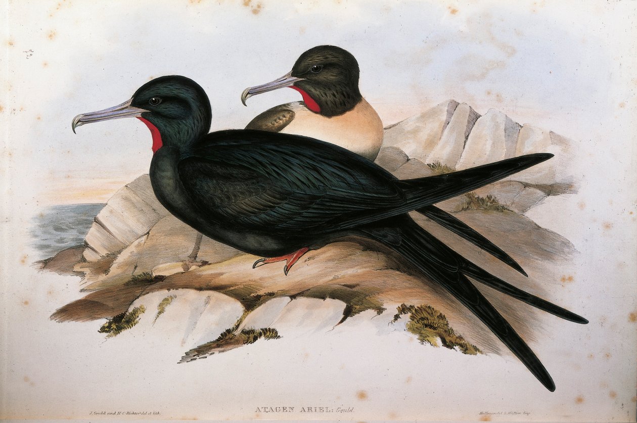 Ilustração de "The Birds of Australia", de John Gould, representando a ariel Fregata ariel, de Oscar Dressler. de John Gould