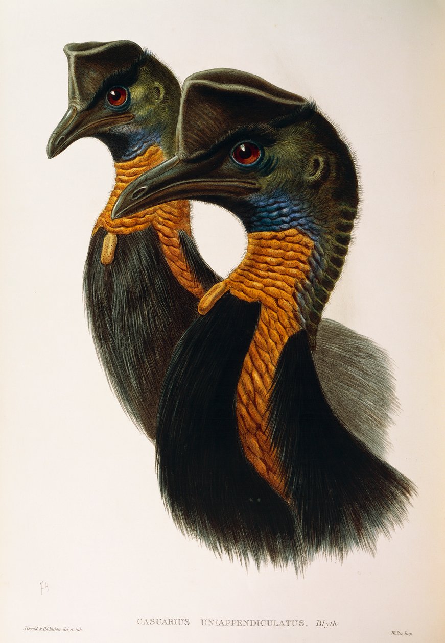 Ilustração de "The Birds of Australia" de John Gould, representando o Cassowary Casuarius unappendiculatus do Norte, de Oscar Dressler de John Gould
