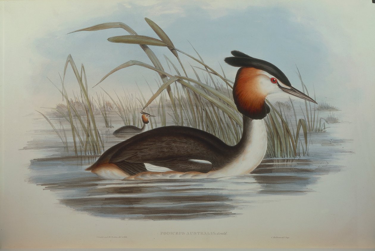 Ilustração de "The Birds of Australia", de John Gould, representando Southern Crested Grebe Podiceps cristatus australis, de Oscar Dressler de John Gould
