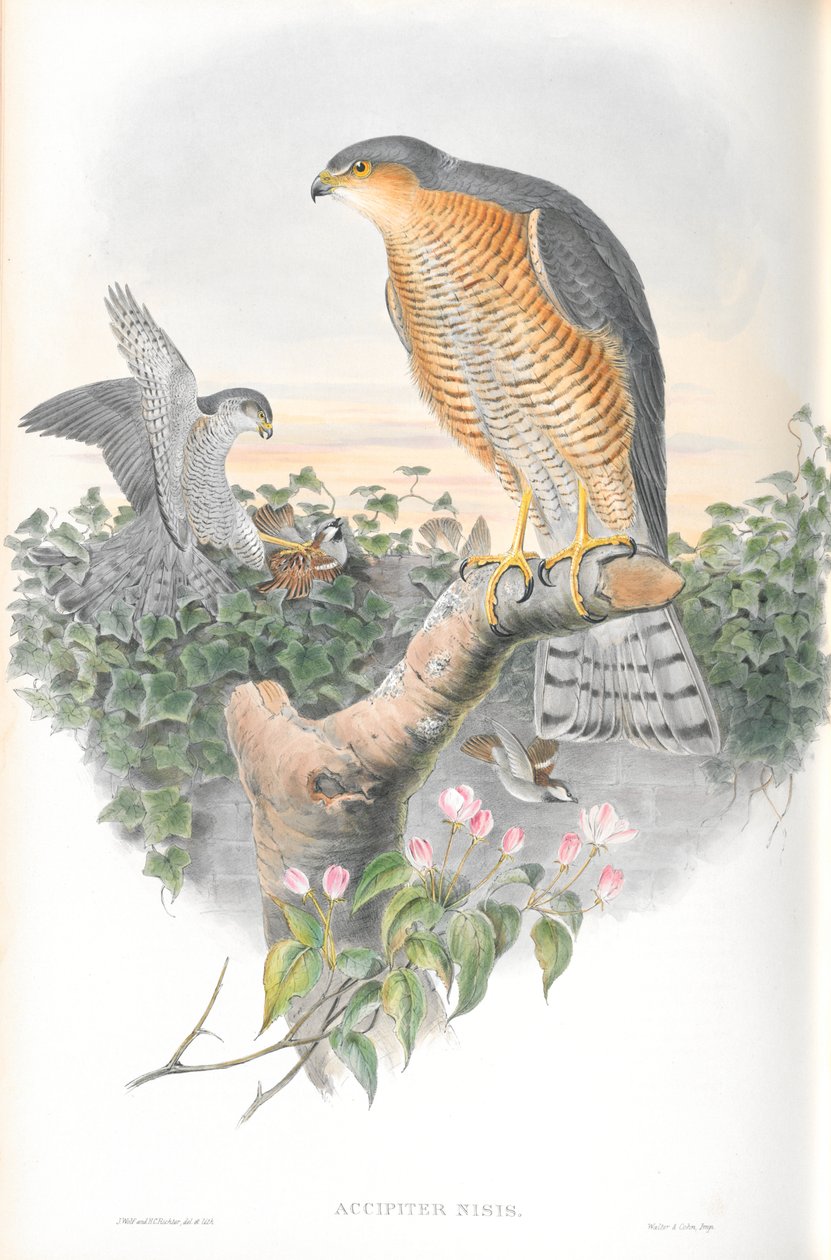 Ilustração de Accipiter Nisis (Sparrow-hawk) de John Gould