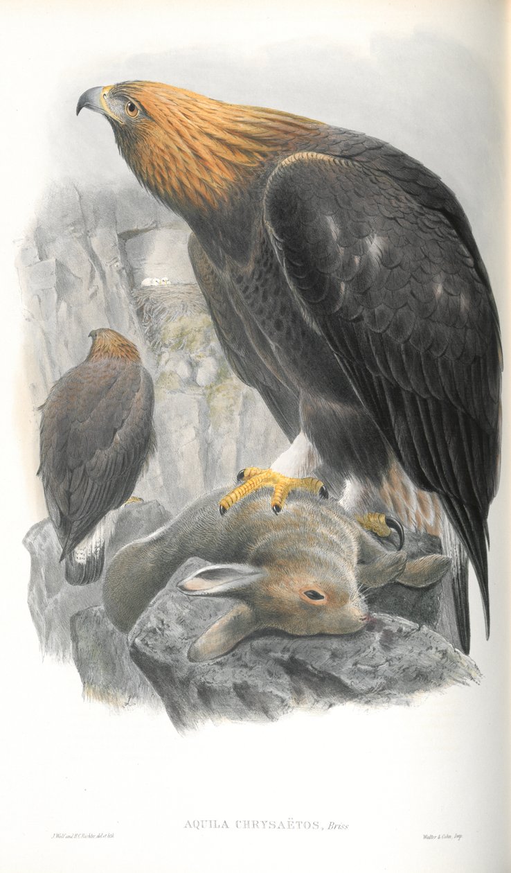 Ilustração de Aquila Chrysaetos (águia dourada) de John Gould