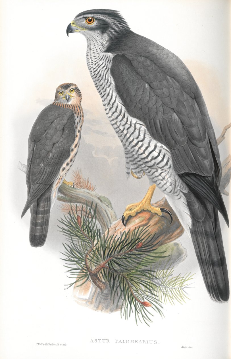 Ilustração de Astur Palumbarius (Açor) de John Gould