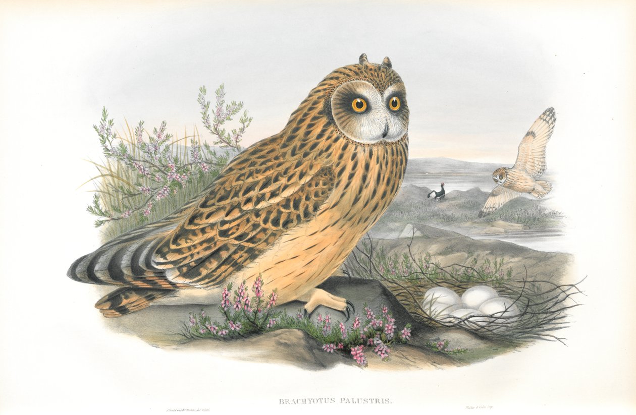 Ilustração de Brachyotus Palustris (coruja-de-orelha-curta) de John Gould