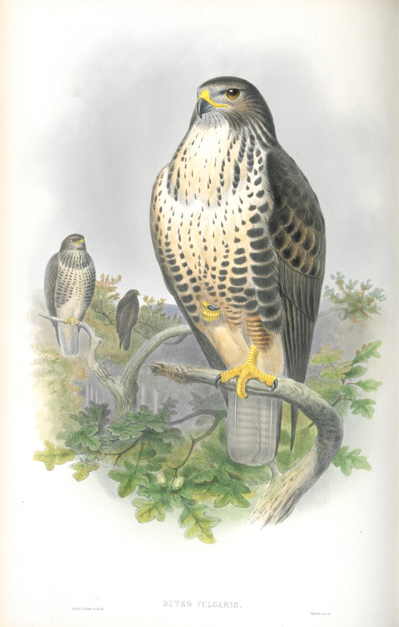 Ilustração de Buteo Vulgaris (abutre-comum) de John Gould