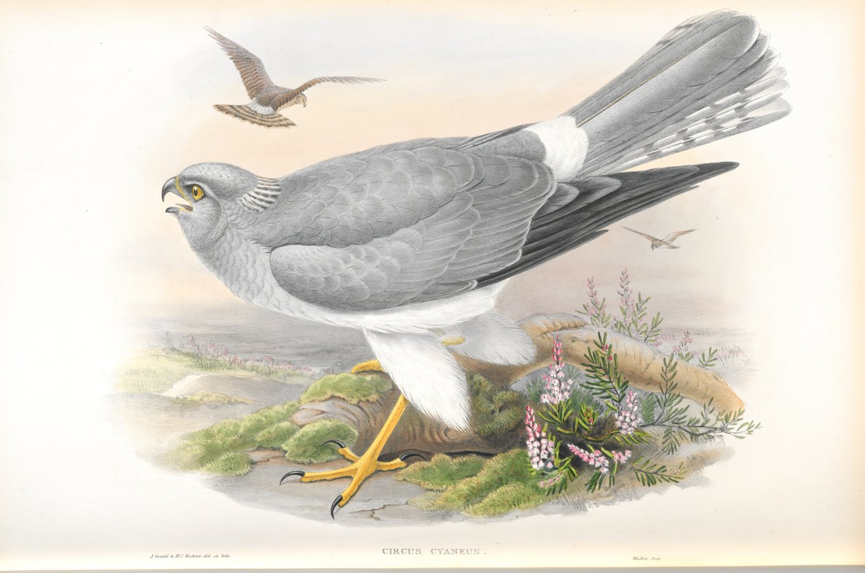 Ilustração de Circus Cyaneus (Hen Harrier) de John Gould