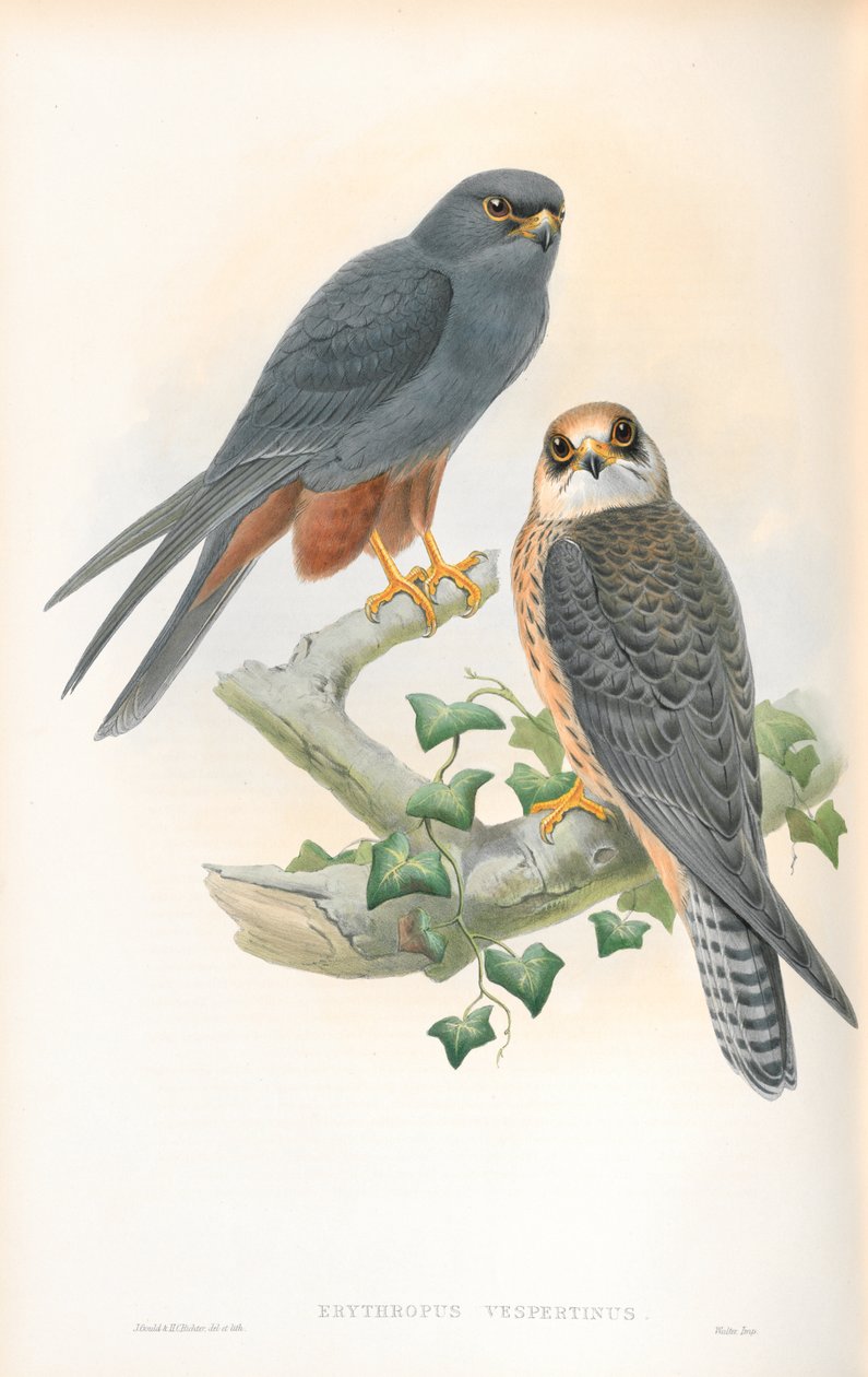 Ilustração de Erythropus Vespertinus (passatempo de pernas laranja) de John Gould