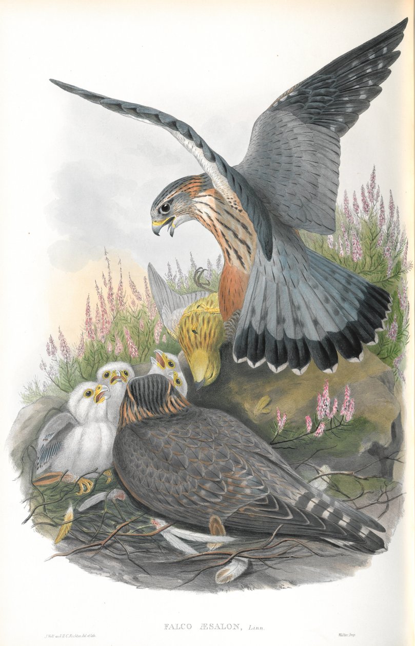 Ilustração de Falco Aesalon (Merlin) de John Gould