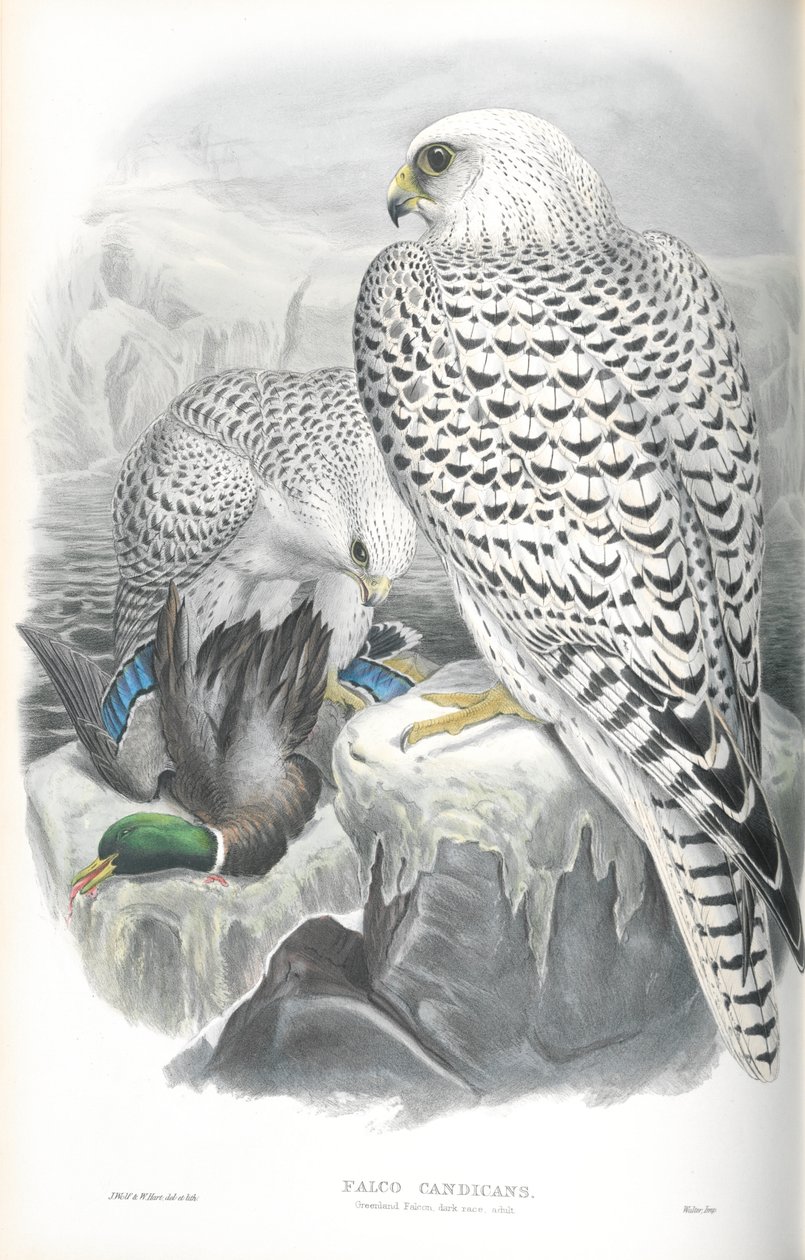 Ilustração de Falco Candicans (Greenland Falcon Dark Race) de John Gould