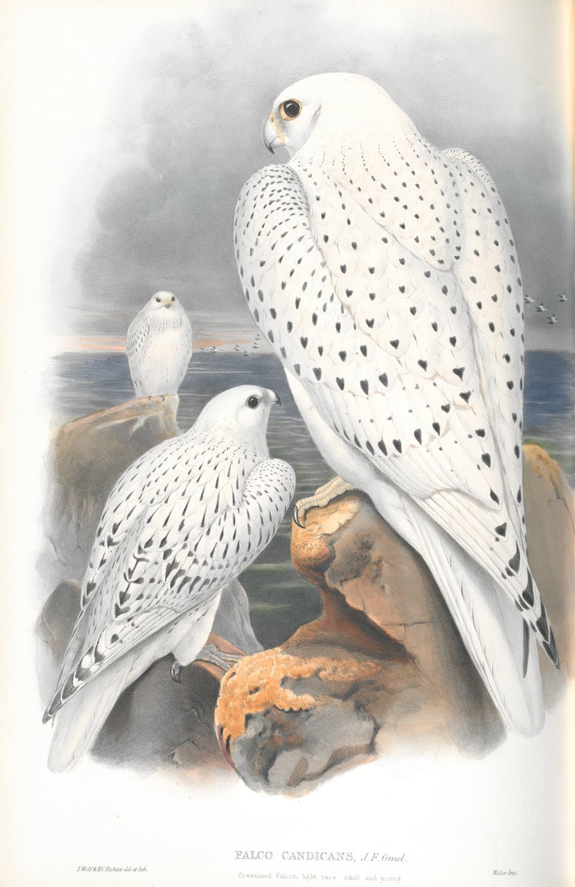 Ilustração de Falco Candicans (Greenland Falcon Light Race) de John Gould