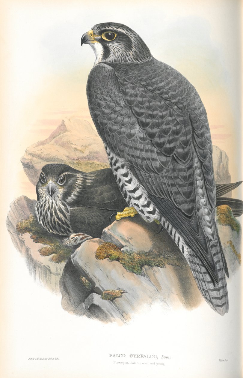 Ilustração de Falco Gyrfalco (Gyrfalcon norueguês) de John Gould
