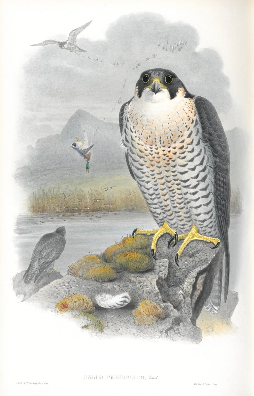 Ilustração de Falco Peregrinus (Falcão Peregrino) de John Gould