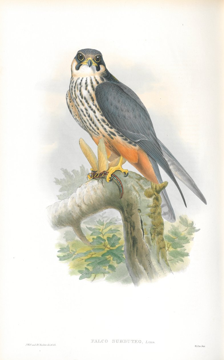 Ilustração de Falco Subbuteo (Hobby) de John Gould