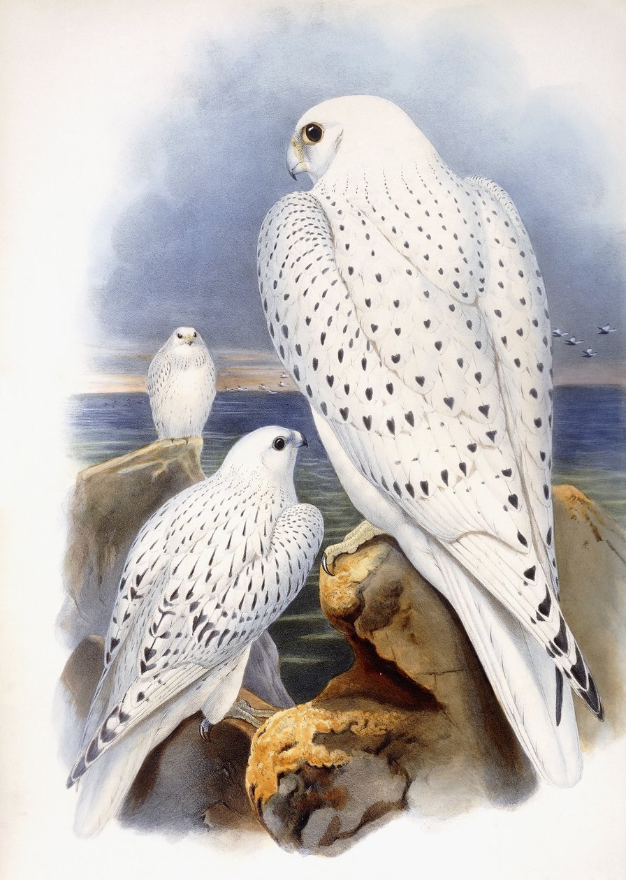 Ilustração dos Falcons, 1873 de John Gould