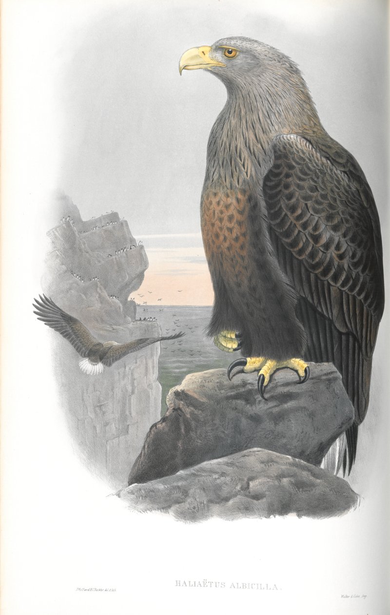 Ilustração de Haliaetus Albicilla (Sea-Eagle) de John Gould
