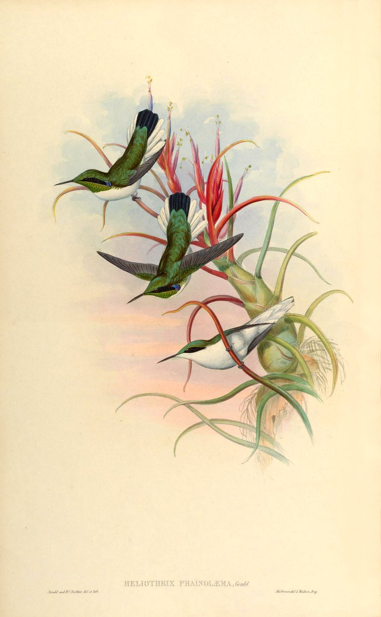 Ilustração de Heliothrix phaïnolæma (= Heliothryx auritus phainolaemus) (beija-flor) em Tillandsia bulbosa (bromeliácea) de John Gould