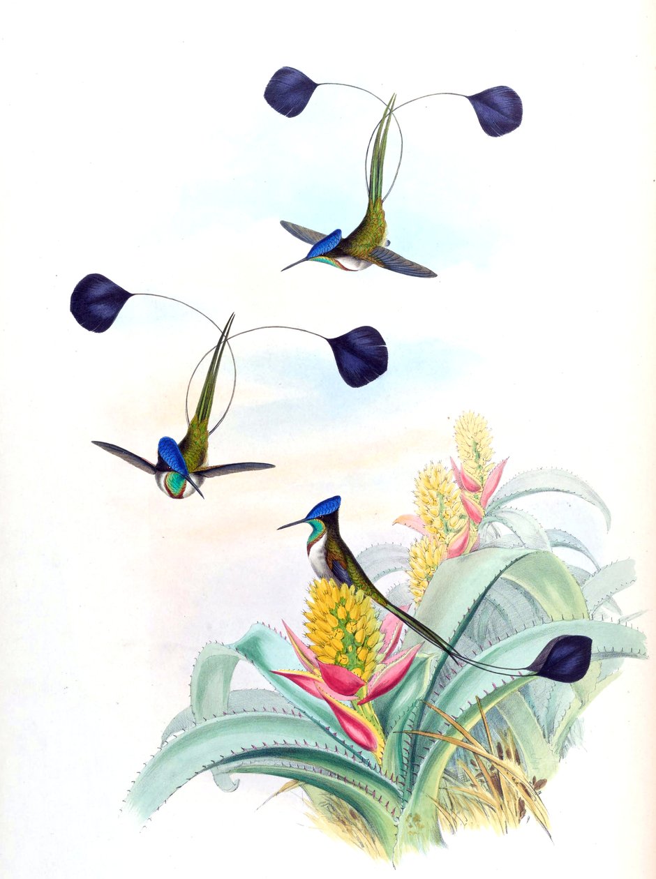 Ilustração de Loddigesia mirabilis (beija-flor) em Aechmea mertensii (como sin. A. mucroniflora) (bromeliácea) de John Gould
