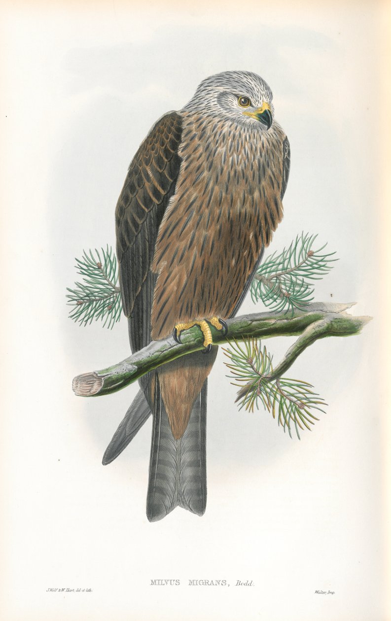 Ilustração de Milvus Migrans (Black Kite) de John Gould